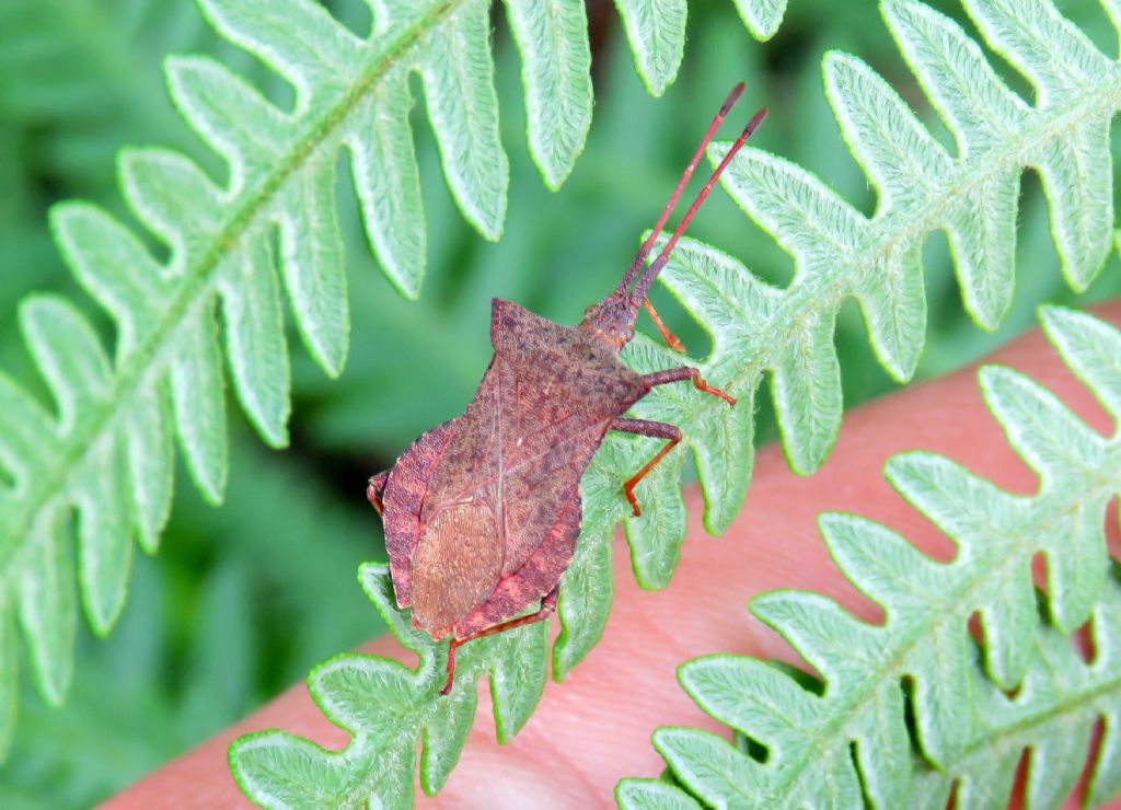 Coreidae: Coreus marginatus